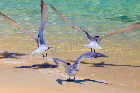 燕鸥离开澳大利亚大凯佩尔岛的海滩。