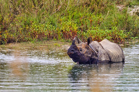 红船独角兽水彩摄影照片_大独角犀牛，皇家巴迪亚国家公园，尼泊尔