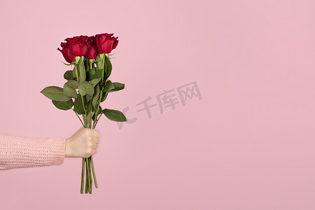 一束美丽的红玫瑰在一个女人的手上浅粉色背景。