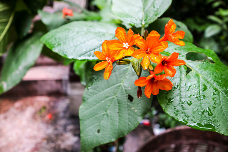 Cordia sebestena 是琉璃苣科的灌木树