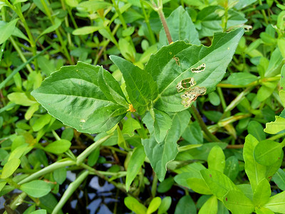 Acmella oleracea（牙痛植物、paracress、四川按钮、嗡嗡按钮、丁花、电雏菊）具有自然背景。