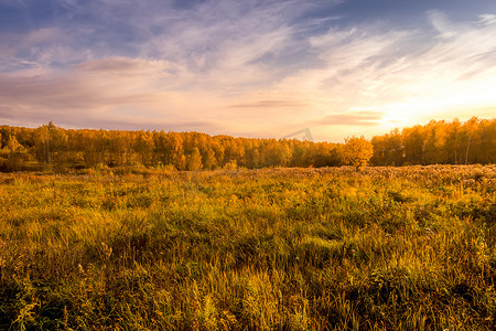 在金色的秋天，草地和树木在田野上的日落场景。