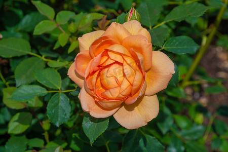 橙色英国灌木玫瑰