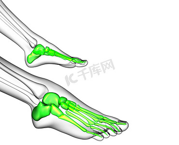 3d 渲染脚骨的医学插图