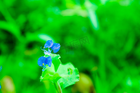 孟加拉人摄影照片_孟加拉白昼花蓝花黄色花粉在花园里