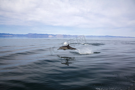 天使湾的海豚 - 下加利福尼亚州