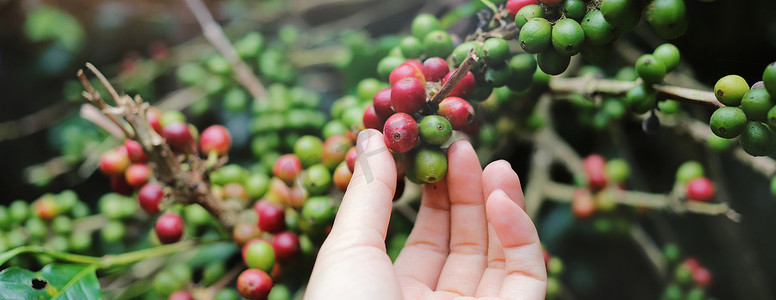 咖啡豆红色摄影照片_特写女人手在咖啡 p 上采摘红色阿拉比卡咖啡豆