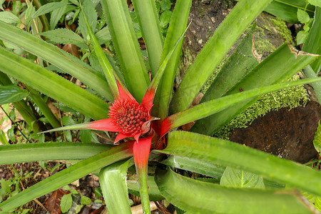 果实图片摄影照片_菠萝植物的顶视图图片。