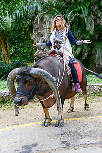 古巴维纳莱斯山谷骑牛的妇女