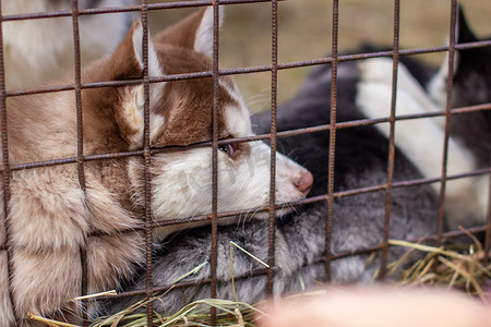 哈士奇小狗被关在笼子里观看的特写