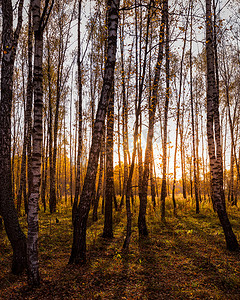 日落在秋天的桦树林里，黄色的叶子和阳光 c