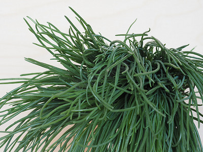 agretti (Salsola soda) 蔬菜食品