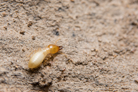 宏观白蚁正在进食