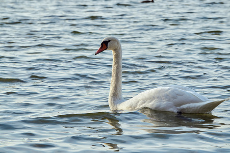 湖面上漂浮着白天鹅