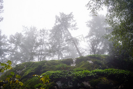 悬崖上覆盖着苔藓，雾霾中有树木。