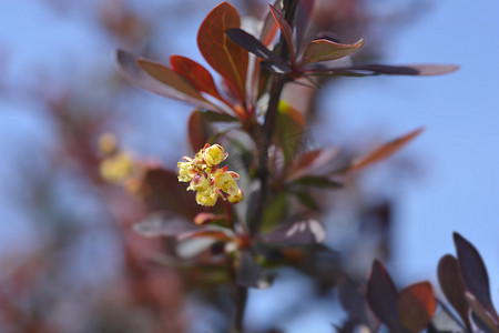 紫色日本伏牛花