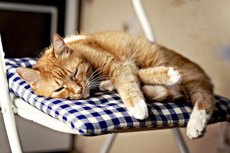 阳光下，红猫睡在椅子上的蓝色枕头上