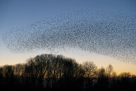 美丽的大群八哥 (Sturnus vulgaris)