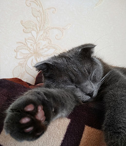 睡在沙发上的垂耳灰猫