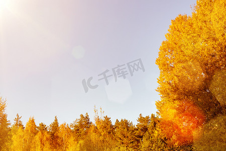 中秋橙色摄影照片_森林中秋树的彩色黄橙色叶子与天空的映衬 — 美丽的秋天背景，有文字的地方