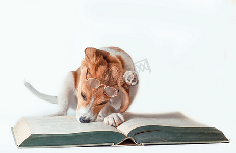 长耳朵的白红头发小狗在读一本大纸质书