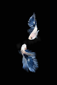 黑色背景中孤立的两条跳舞的蓝白半月斗鱼暹罗（蓝缘熊猫达尔马提亚型）