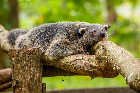 懒惰的宾图龙或菲律宾熊猫在树上放松，帕拉瓦