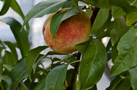 单枝摄影照片_桃树枝或桃树，单成熟果实，推荐作为背景，Zavet