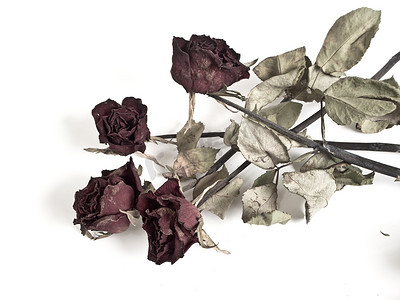枯萎摄影照片_枯萎的玫瑰花瓣和叶子