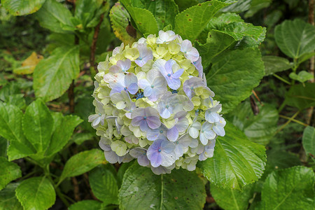 深绿的摄影照片_开花的蓝色八仙花属花特写镜头反对深绿叶子背景的。