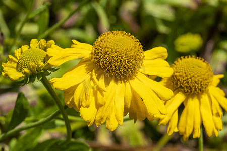 Helenium Butterpat