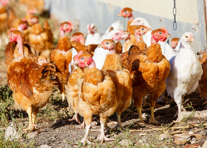 一群鸡在有机养殖场郁郁葱葱的绿色围场中自由漫步
