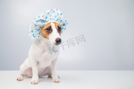 狗洗澡摄影照片_有趣友好的狗杰克罗素梗犬在白色背景上戴着浴帽用泡沫洗澡。