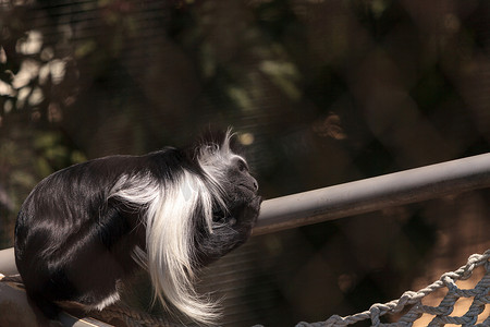 安哥拉疣猴（Colobus angolensis palliatus）