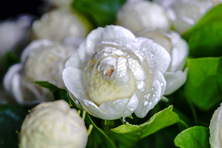 花瓣露珠摄影照片_白色茉莉花和露珠的特写镜头软焦点 backg