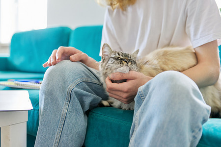 家养宠物猫特写在一个年轻人主人的手上