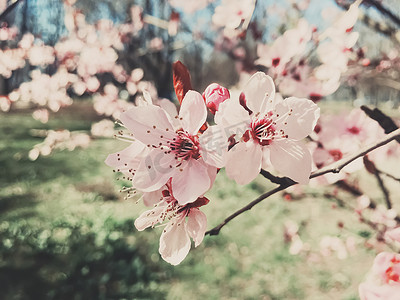 西极摄影照片_苹果树花的复古背景，春天的花开花