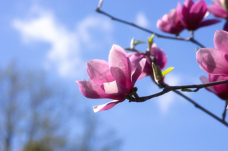 玉兰树美丽的花朵