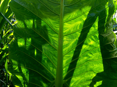 关闭具有自然背景的芋头叶（Colocasia esculenta，talas）。 