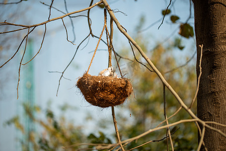 秋天树枝树枝摄影照片_鸟妈妈在挂在树枝上的鸟巢里喂养她的孩子