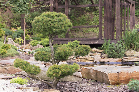 盆景树，日本石头花园里的松树