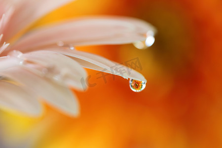 带雨滴的非洲菊花