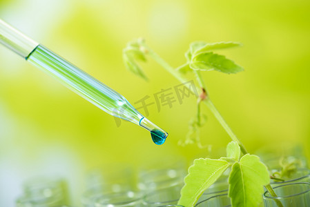 农业的发展摄影照片_移液器将绿色样品化学品滴在年轻的样品植物上
