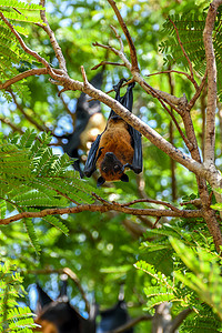 蝙蝠（飞狐）挂在树上