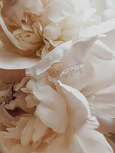 米色牡丹花作为假日品牌的抽象花卉背景