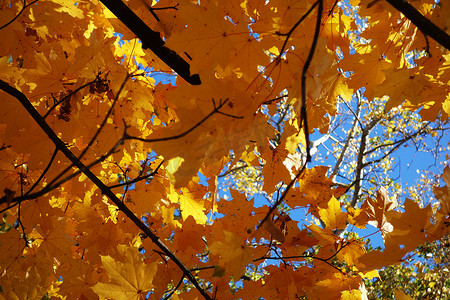 秋天的梦摄影照片_秋天森林中的迷人色彩 2