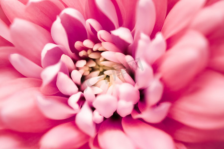 鲜花广告背景摄影照片_盛开的珊瑚雏菊花瓣、抽象花卉艺术背景、春天大自然的花朵香水香味、婚礼、奢华美容品牌假日设计