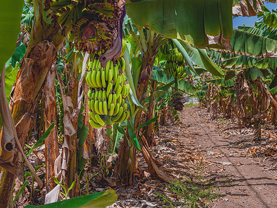 在种植园的香蕉树上种植生绿香蕉
