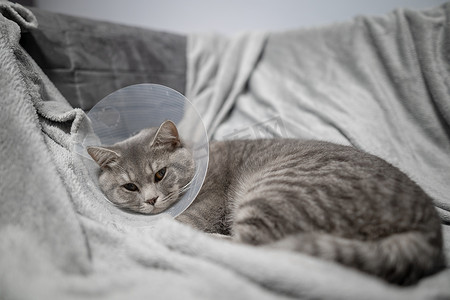 手术后，戴着 platsik 兽医项圈的灰色苏格兰直耳猫悲伤地躺在家里的沙发上。