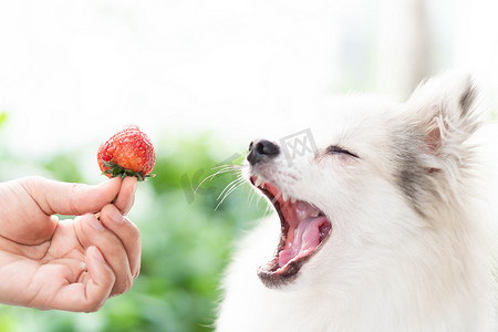 特写可爱的波美拉尼亚狗，手里拿着红草莓